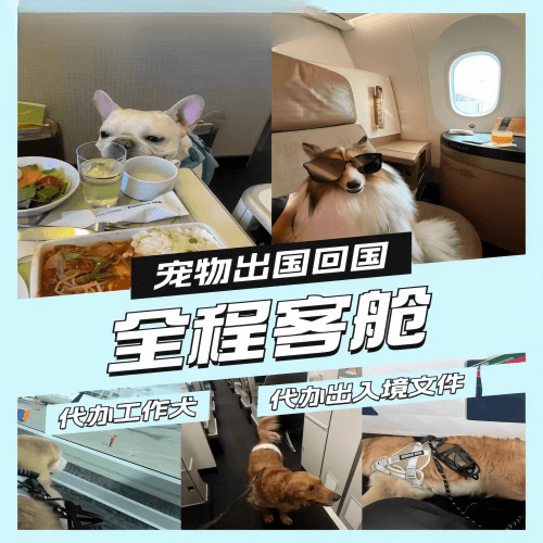 沧州市宠物托运到白俄罗斯宠物入境规定和要求